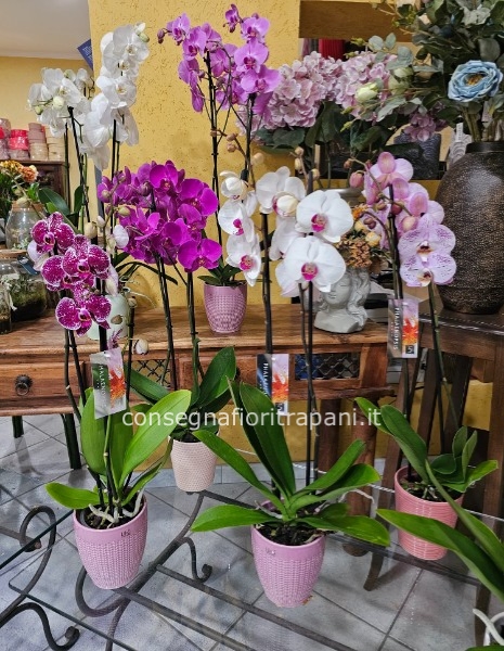 Pianta orchidea phalenopsis 2 rami