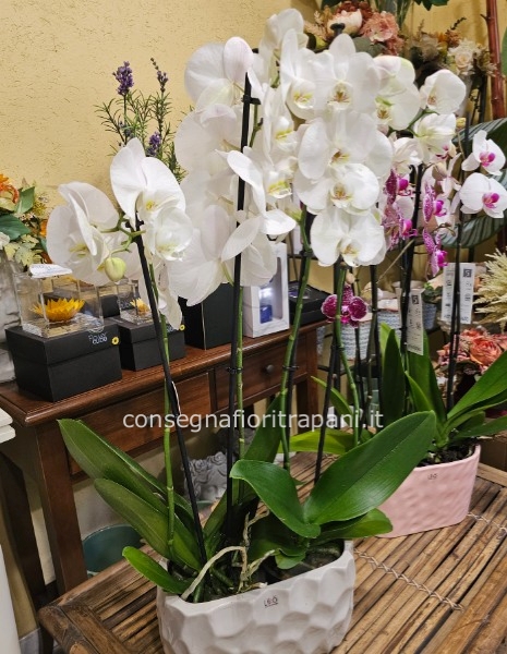 Phalenopsis 4 rami bianco in vaso