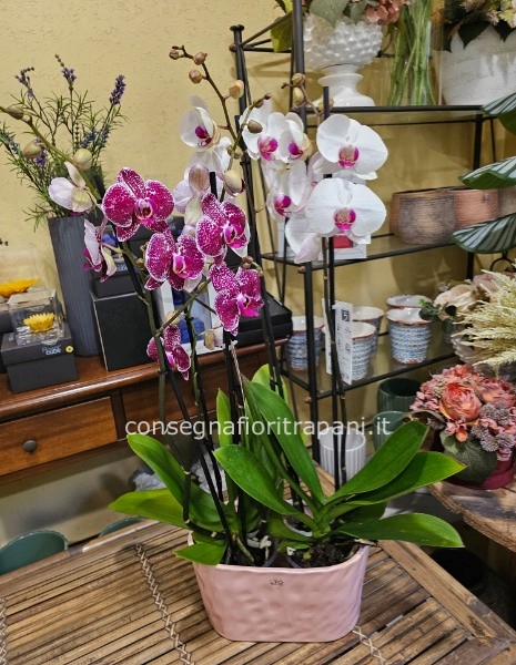 Pianta phalenopsis 4 rami dai toni del rosa in vaso