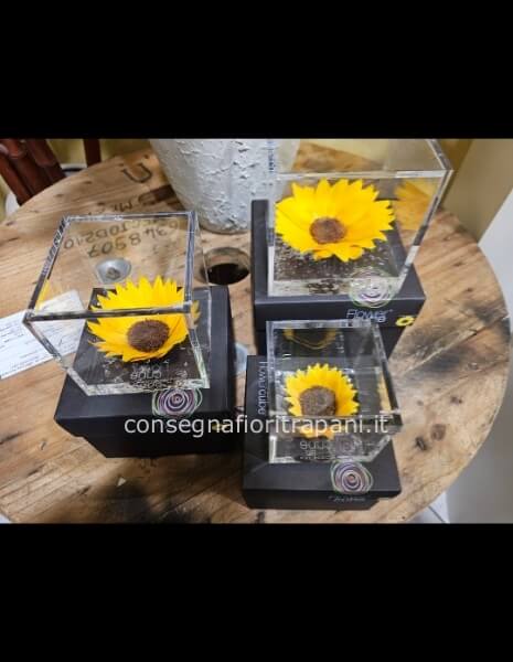Girasole stabilizzato 3 misure